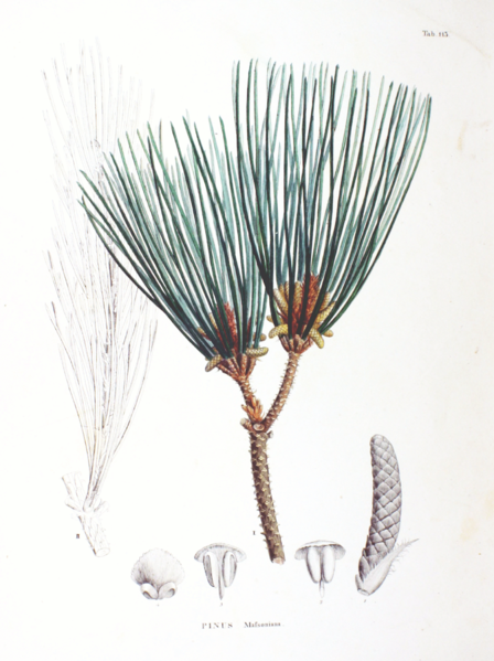 File:Pinus massoniana SZ113.png