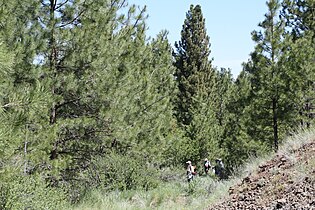 Pinus ponderosa