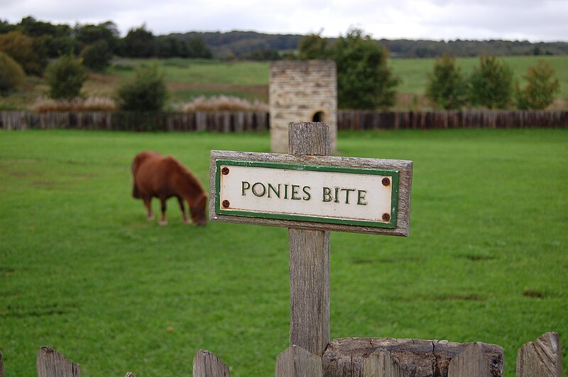 File:Pit pony, Beamish Museum, 22 September 2008 (1).jpg