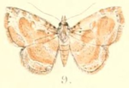 Zurobata reticulata