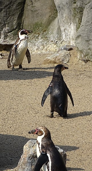 File:Planckendael zoo Humboldtpinguin 03.jpg