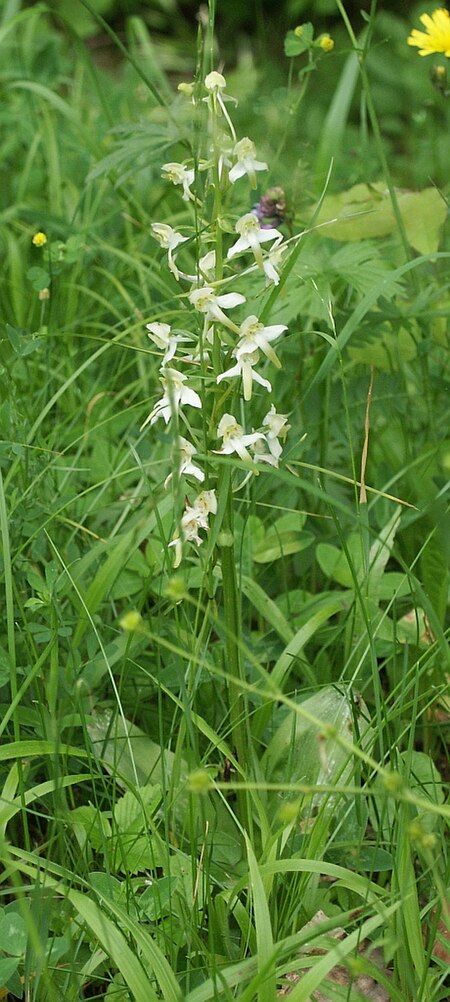 Tập_tin:Platanthera_chlorantha_310503.jpg