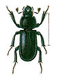 Platycerus caraboides (Linnaeus, 1758) ♂