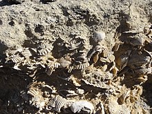 Fossil beach sediments characterized by the abundance of seashell fossils, in the south of Spain. Playa Miocena.JPG