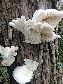 Pleurotus albidus 122050377.jpg