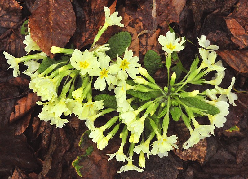 File:Plitvice. Flora 02.jpg