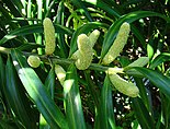 Extant Podocarpus. Podocarpidites maybe come from a related plant Podocarpus matudae (11332874903).jpg