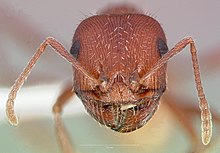 Pogonomyrmex salinus casent0005719 kafa 1.jpg