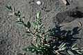 Polygonum maritimum