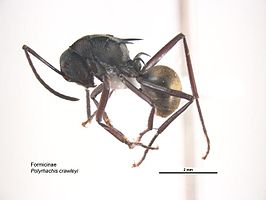 Polyrhachis crawleyi