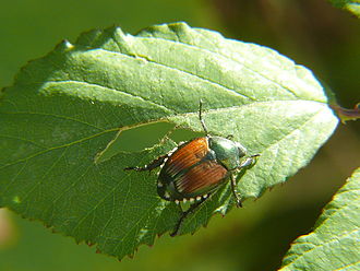 One of the viticultural hazards that can afflict Aurore vines are infestations from Japanese beetles. Popillia japonica - Japanese beetle.JPG