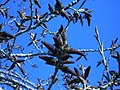 Populus × canadensis Carolina poplar