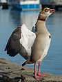 * Nomination An Egyptian goose (Alopochen aegyptiaca) posing to threaten other birds, mainly Canada geese and swans (not visible) --DXR 08:35, 8 February 2015 (UTC) * Promotion  Support Good quality. --Johann Jaritz 08:40, 08 February 2015 (UTC)