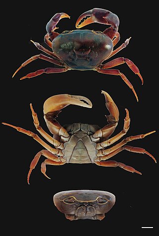 <i>Potamonautes isimangaliso</i> Species of crab