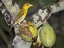 Príncipe golden weaver (Ploceus princeps) female.jpg