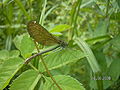 Calopteryx splendens