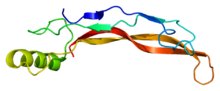 3-D structural model of BMP-4 Protein BMP4 PDB 1reu.png