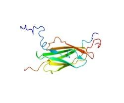 پروتئین FBLIM1 PDB 2K9U.png