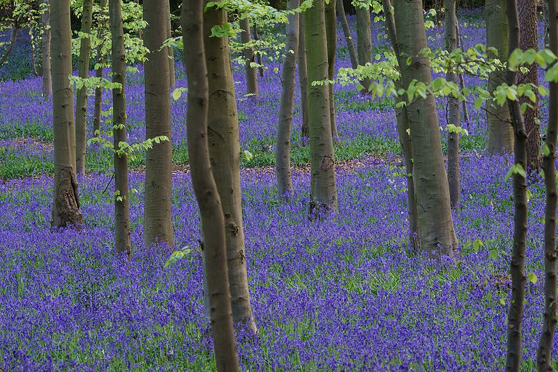 File:Pryor's Wood Bluebells 2017-04-22-3.jpg