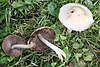 Psathyrella candolleana 060801wa.jpg