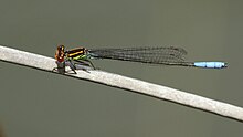 Pseudagrion newtoni 20150224.jpg