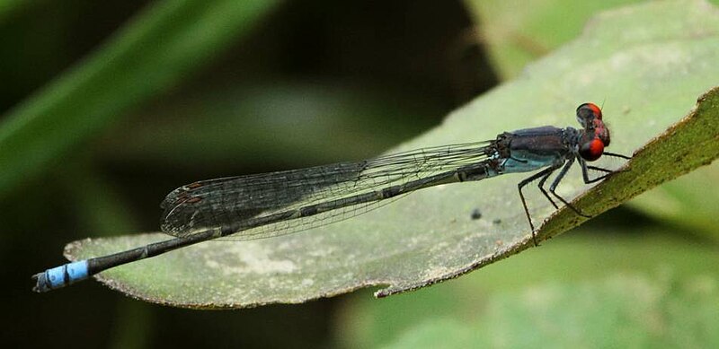 File:Pseudagrion sublacteum.jpg