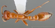 Pseudomyrmex apache casent0005440 дорсальный 1.jpg