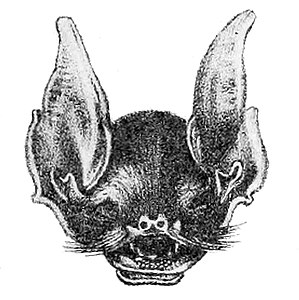 Pteronotus macleayii Annals of natural history (1840) (18226066730).jpg