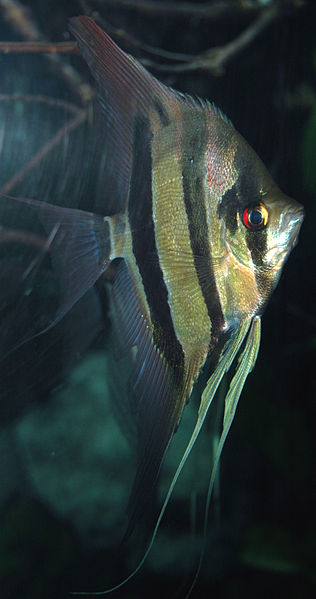 File:Pterophyllum scalare (freshwater angelfish) 2 (15534365720).jpg