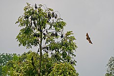 Pteropus Vampyrus trees.jpg