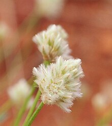 Ptilotus schwarzii var schwarzii ideas.jpg