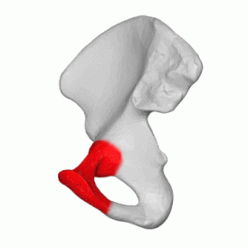 Правая лобковая кость, обозначена красным