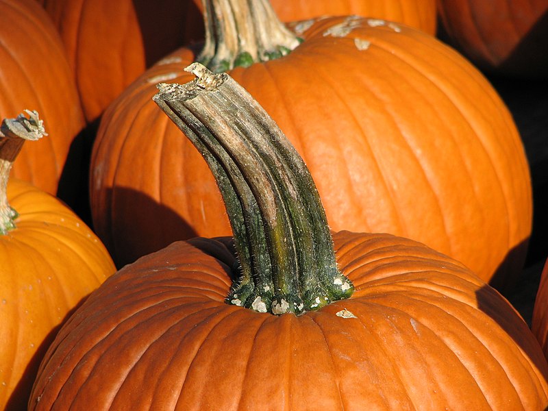 File:Pumpkin stem.jpg