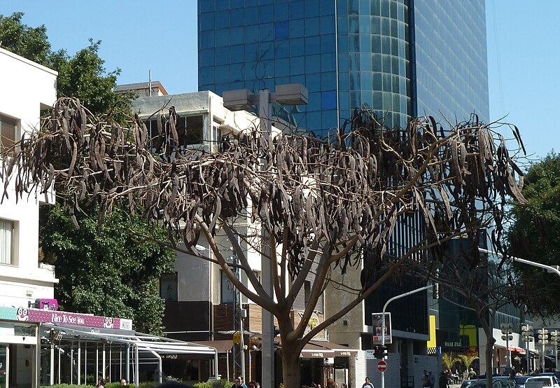 File:Purim Monring, Rothschild Boulevard P1130300.JPG