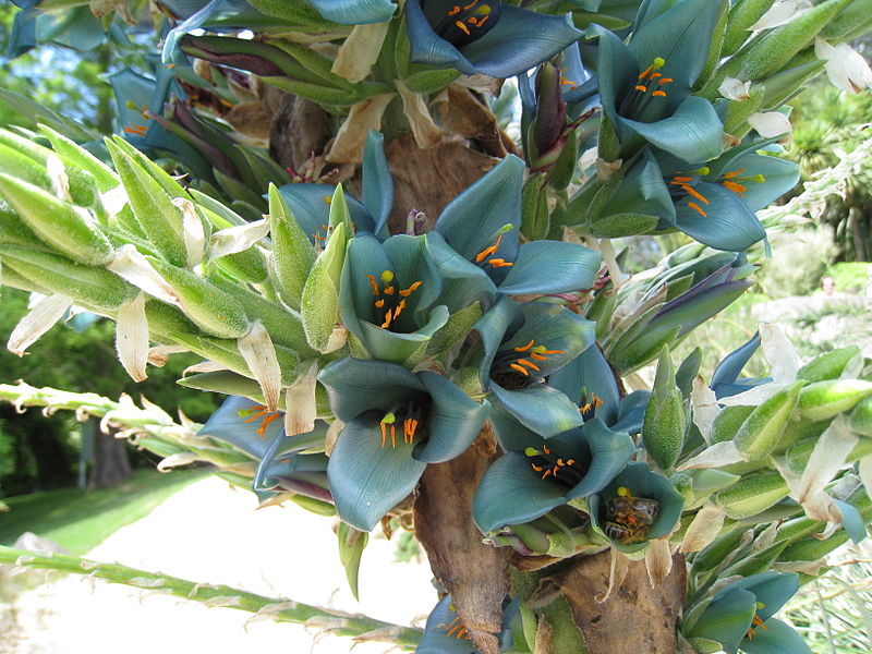 File:Puya berteroana flowers 6.jpg