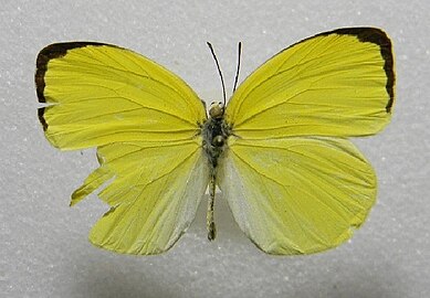 Pyrisitia leuce m.jpg