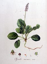 Pyrola minor