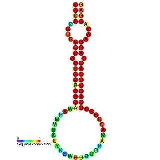 mir-24 microRNA precursor family