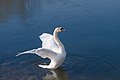 * Nomination Mute swan with wings spread, on Pantelimon lake, Romania Andrei Stroe 13:23, 7 February 2023 (UTC) * Promotion Good quality. --Peulle 13:58, 7 February 2023 (UTC)