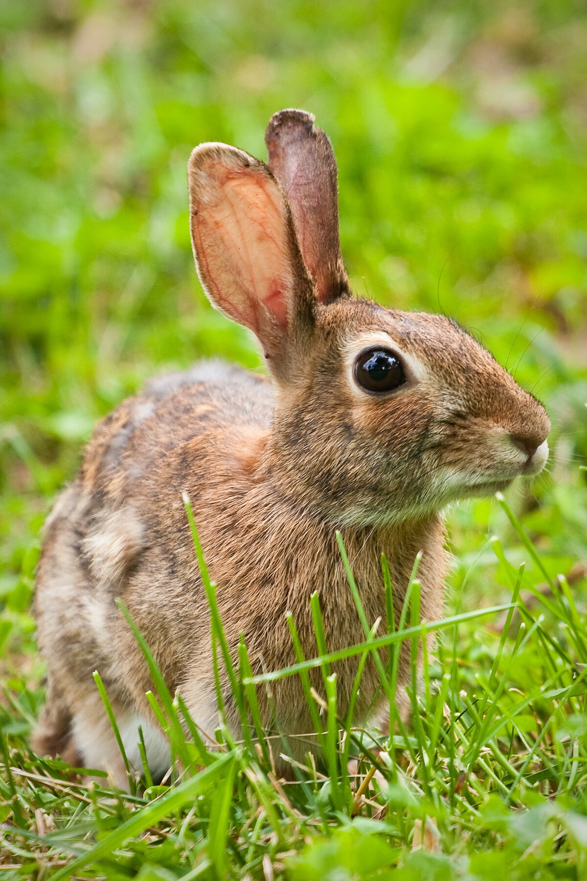 Những hình ảnh con Thỏ đẹp và dễ thương nhất