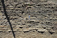 Raccoon Shale (Cuyahoga Formation; Heath, Ohio) Raccoon Shale (Lower Mississippian; South Fork of the Licking River, Heath, Ohio, USA) (44443928574).jpg