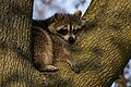 * Nomination Raccoon --Fabian Roudra Baroi 02:22, 12 July 2023 (UTC) * Promotion  Support Good quality but would be better with shadows lifted --Charlesjsharp 15:41, 13 July 2023 (UTC)