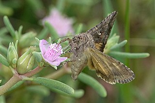 <i>Rachiplusia nu</i> Species of moth