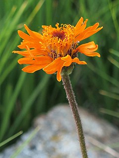 <i>Raillardella pringlei</i>