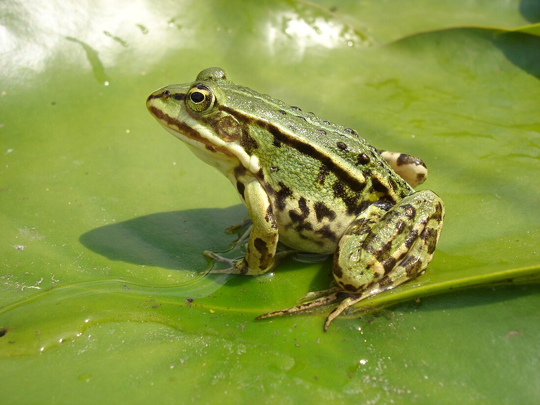 Echte kikkers