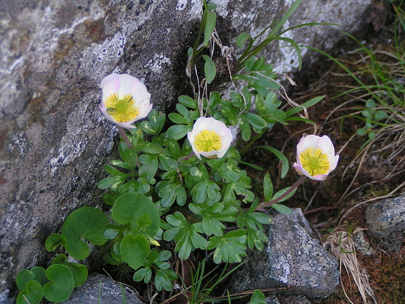 File:Ranunculus glacialis 28.06.08.jpg