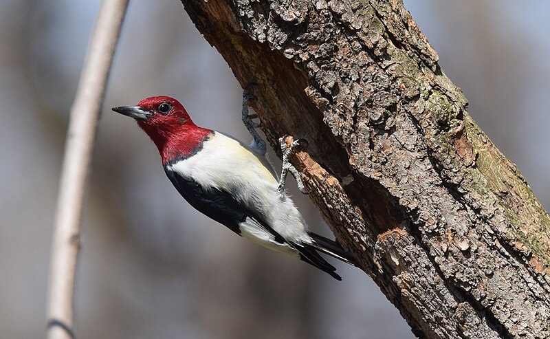 File:Red-headed Woodpecker (26345370886).jpg