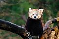 Red Panda (15981149108).jpg