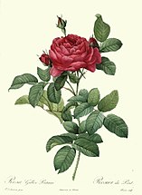 Redouté: Rosa gallica pontiana, 1824