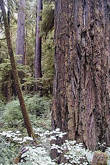 Altbestand im Redwood-Nationalpark. Deutlich zu sehen ist die Borke.